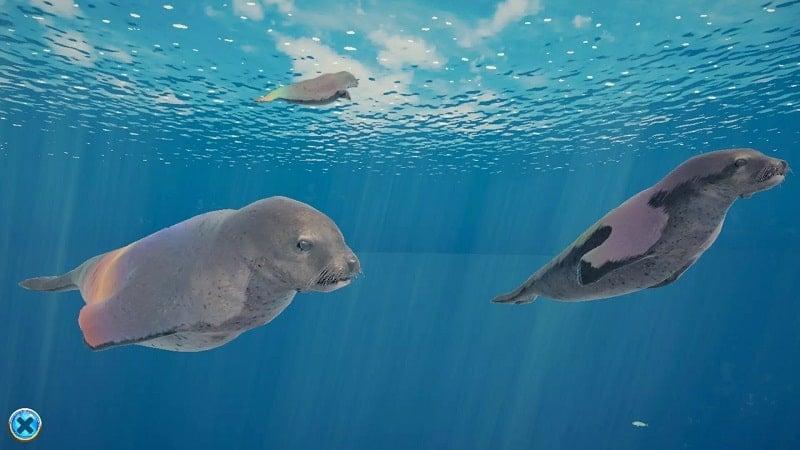 Seal Island APK