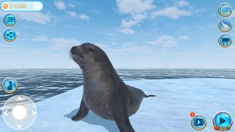 Seal Island APK