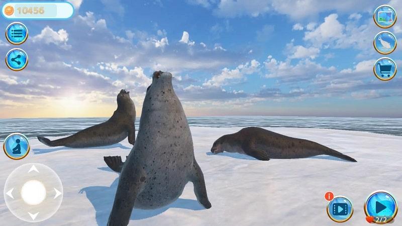 Seal Island APK